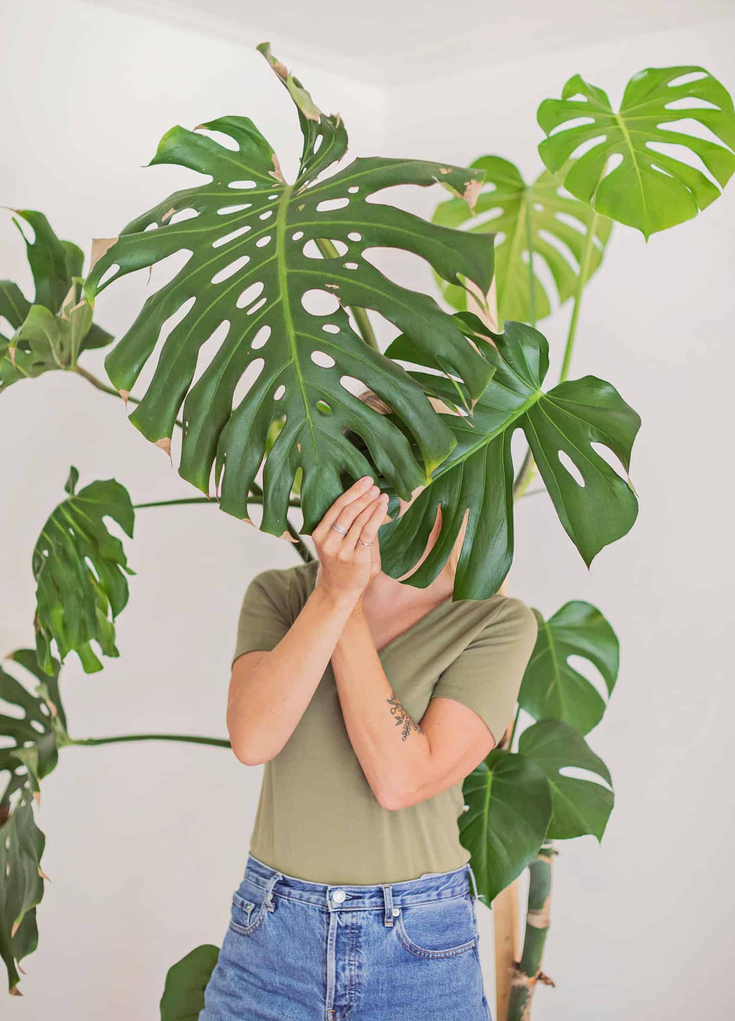 Learn how to Take care of Monstera Crops