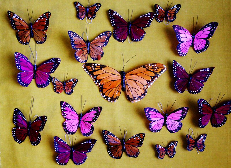 Butterflies_1