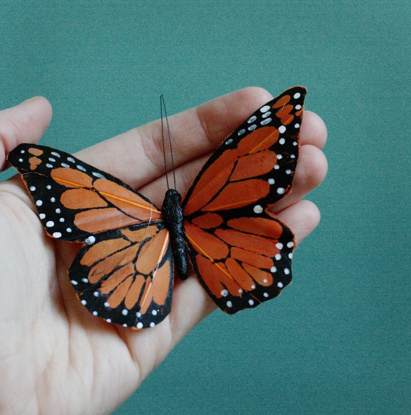 Orange feather butterfly