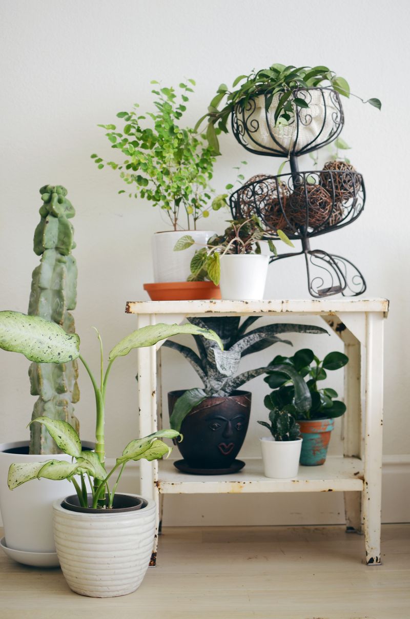 Tips for Keeping Indoor Plants Alive   A Beautiful Mess