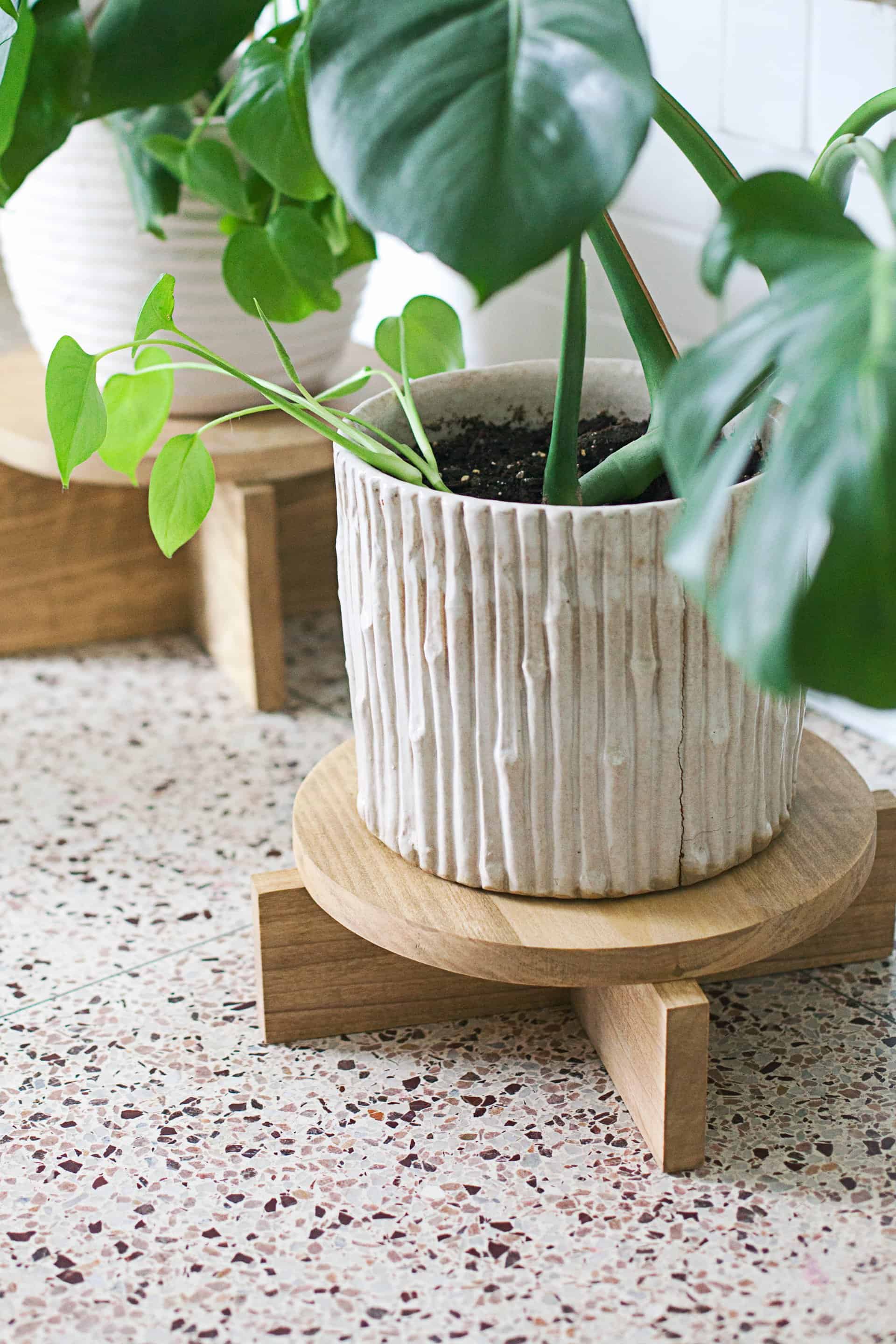a close up of one of the potted plants on a modern wood plant stand