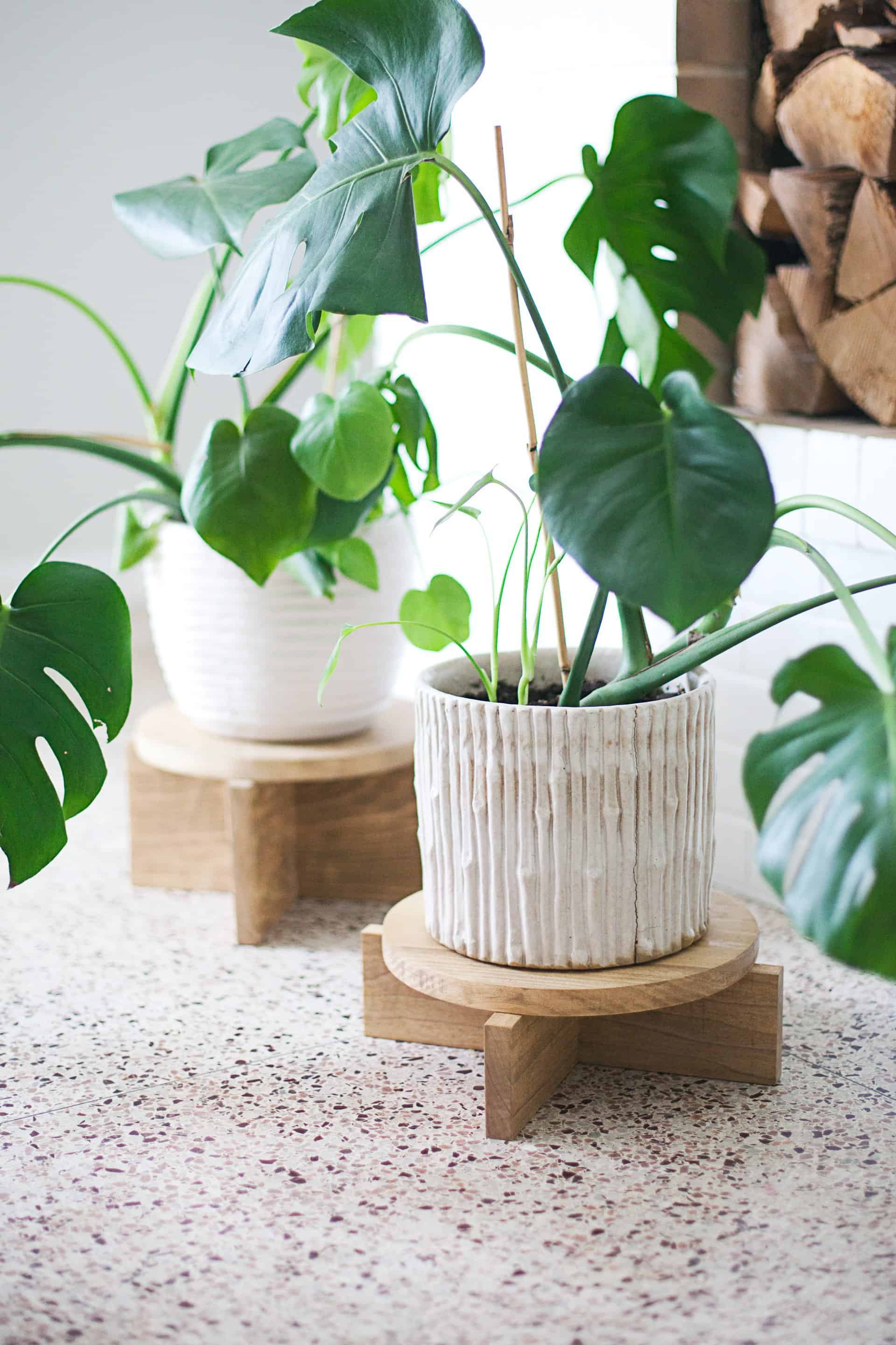 2 potted plants on wood plant stands