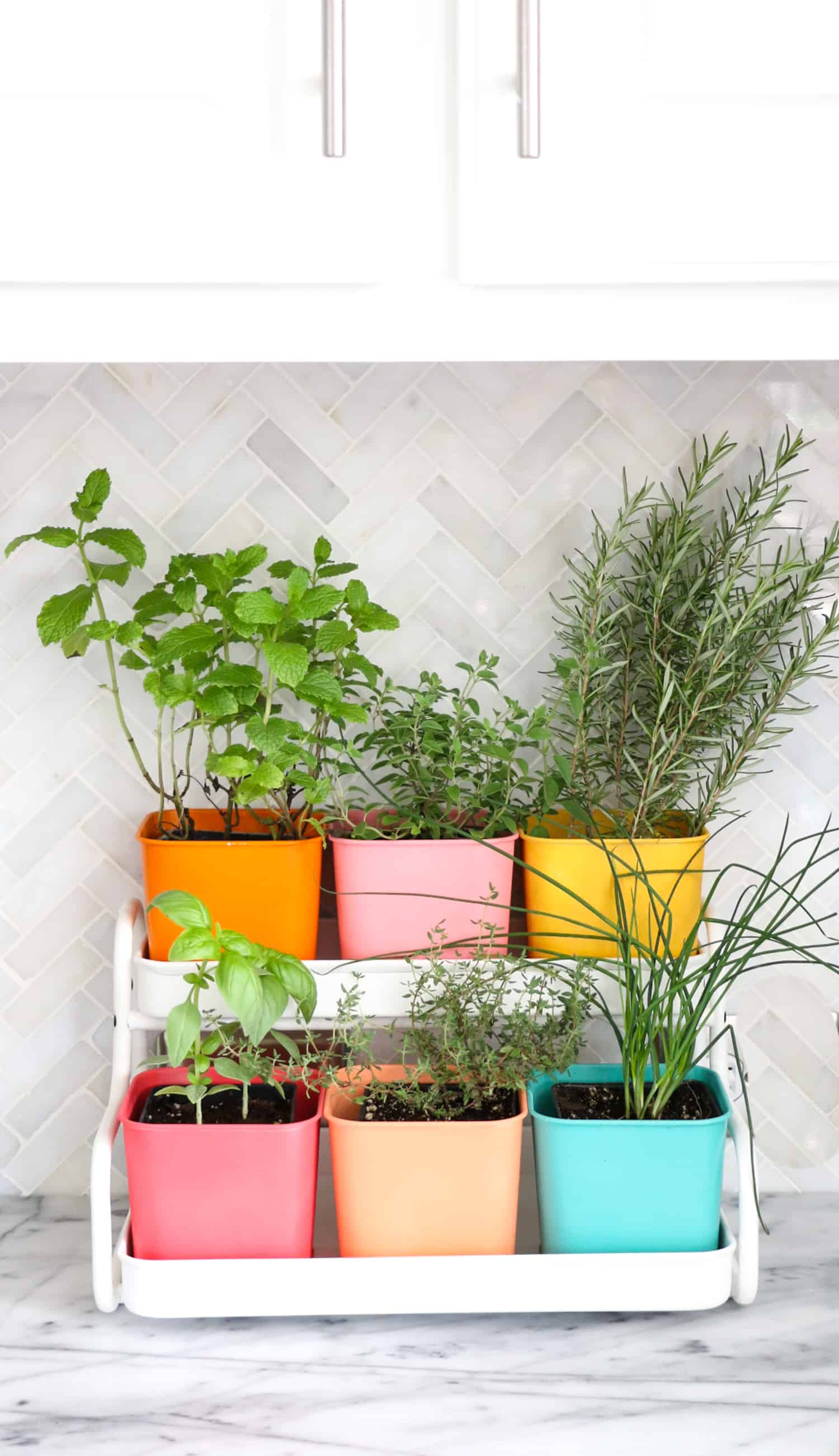 Make-a-Colorful-Indoor-Herb-Garden-click-through-for-tutorial-_4