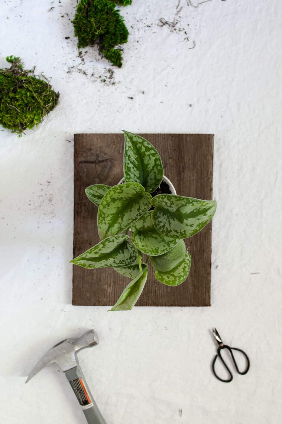 [Image: DIY-Wall-Mounted-Plants-AKA-Living-Art-c...rial-3.jpg]