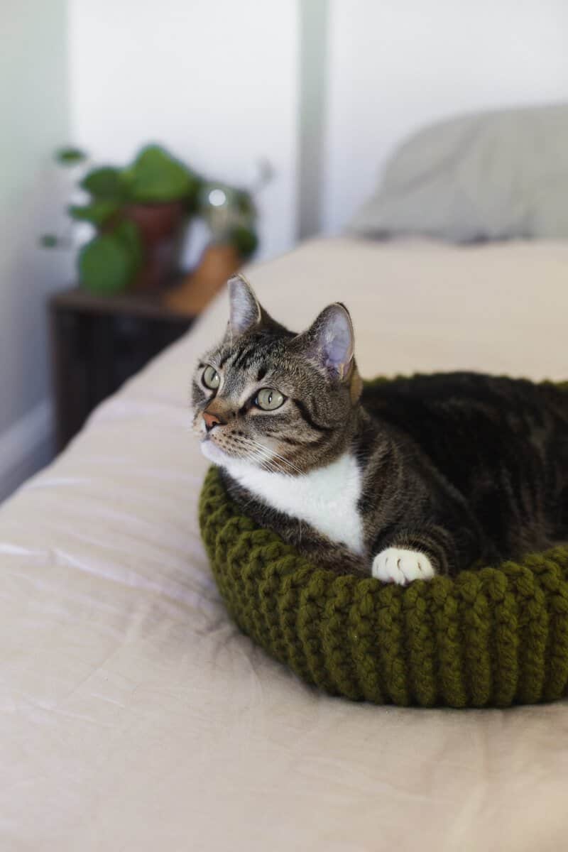 cat laying in the knit cat bed on a bed