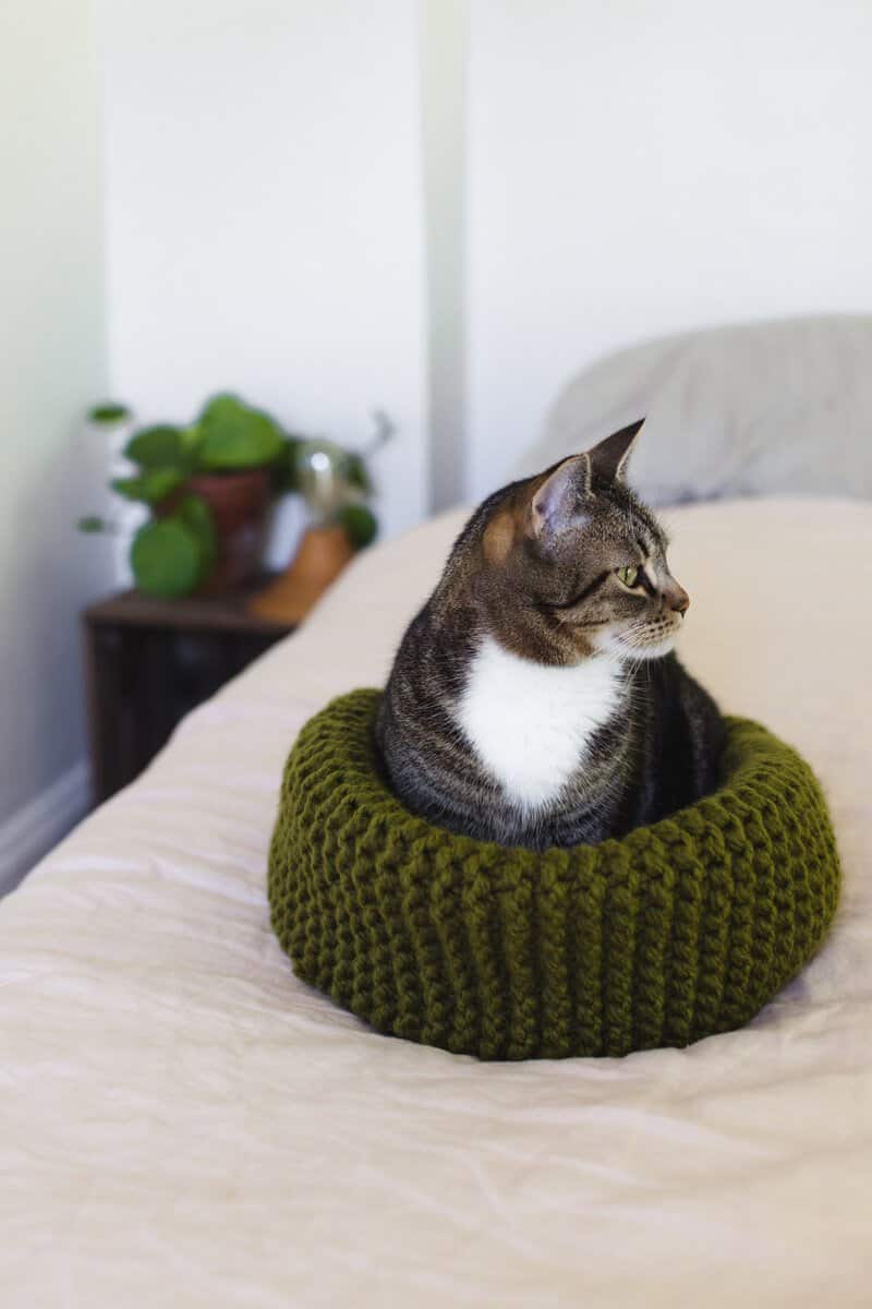 cat in a green knit cat bed on a bed