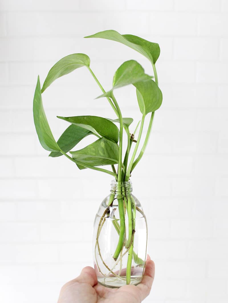 How to Grow Philodendron in Water? 