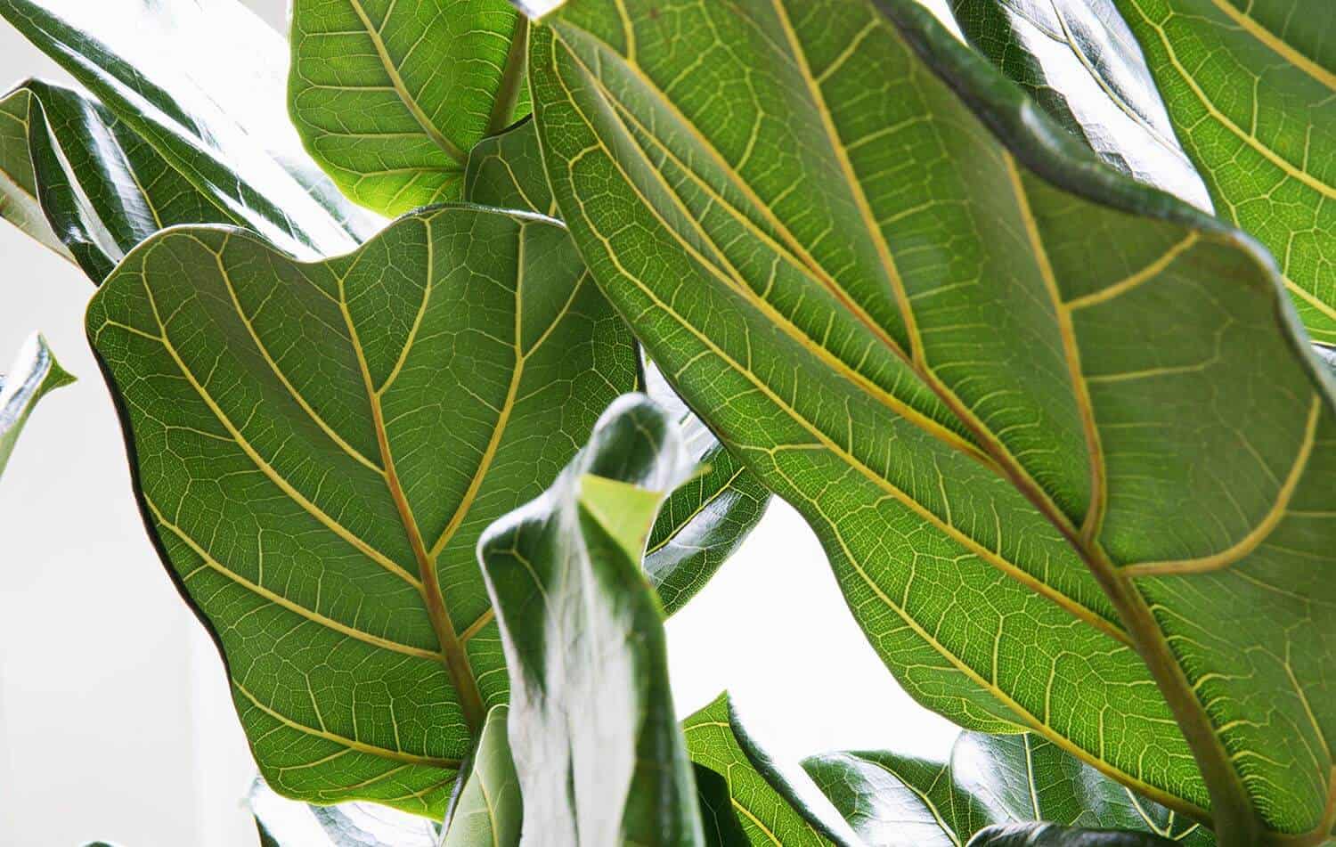 close up of fiddle leaf fig