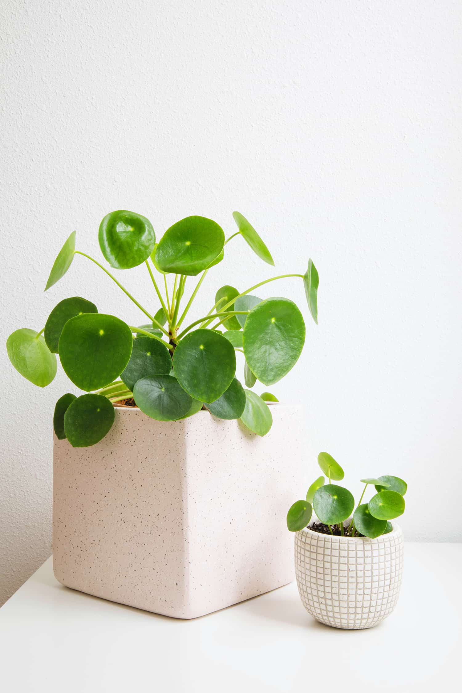 Caring for Pilea Plants   A Beautiful Mess