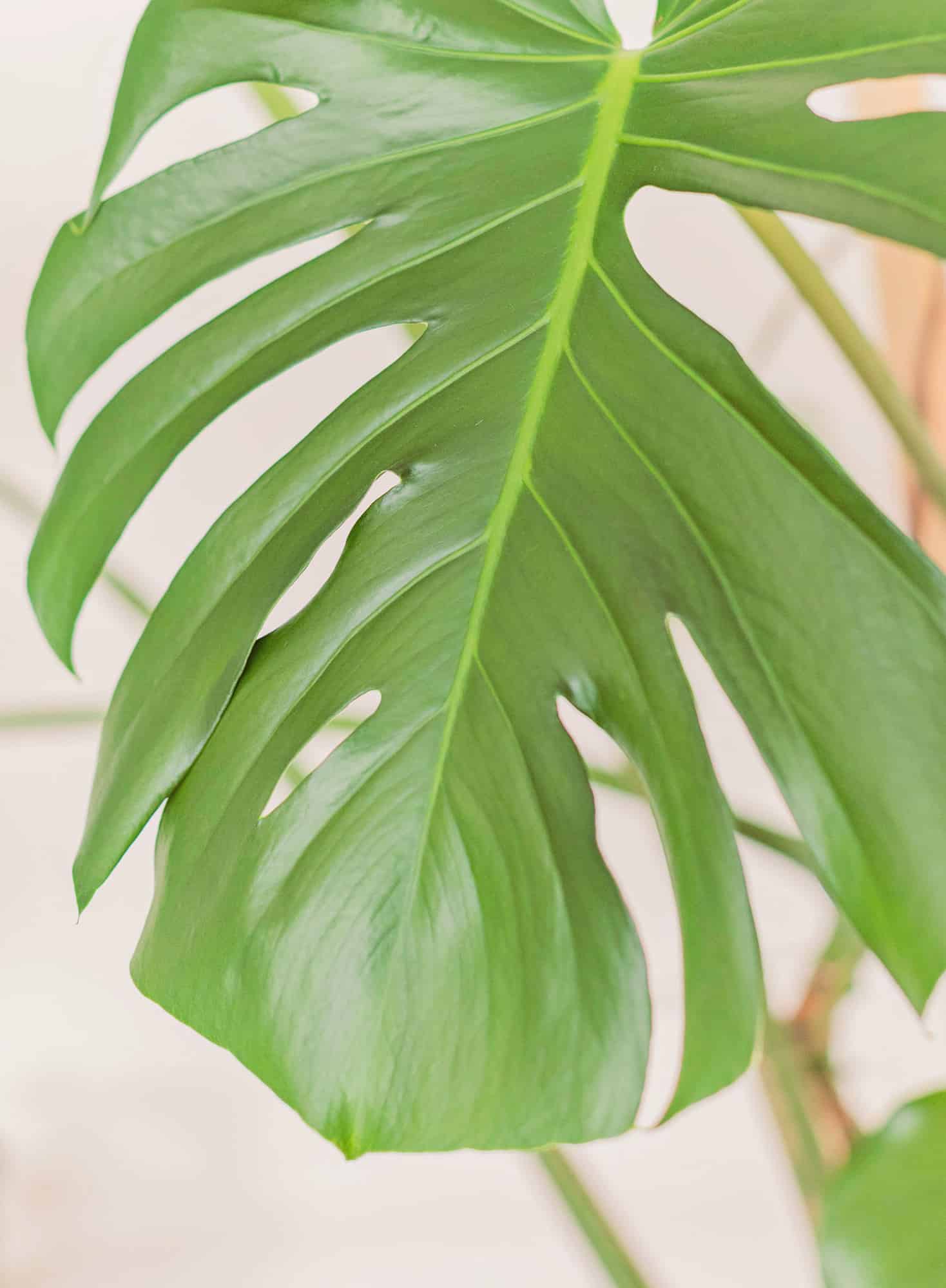 close up of the leaf of the monstera plant