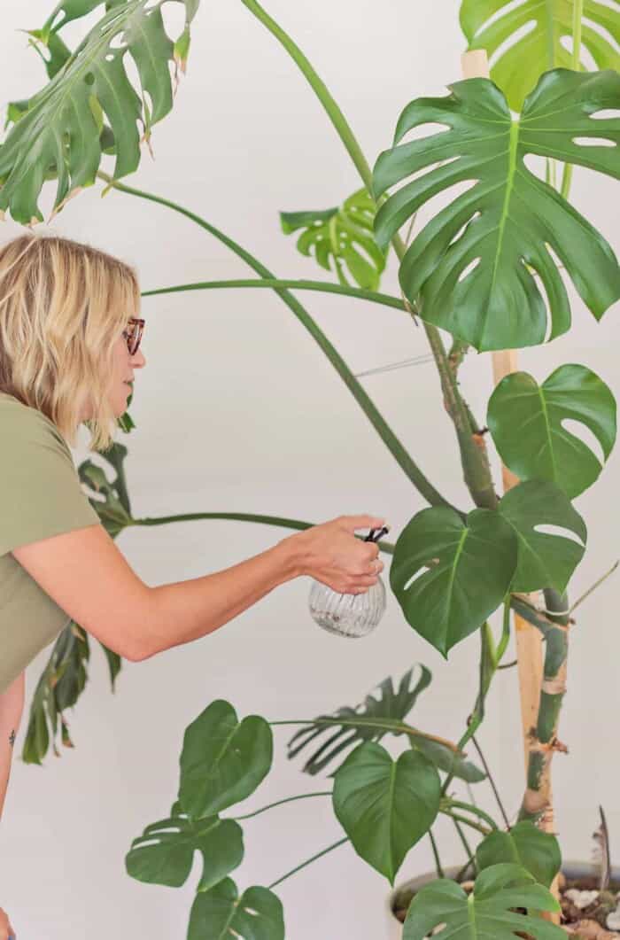 How to Care for Monstera Plants - A Beautiful Mess