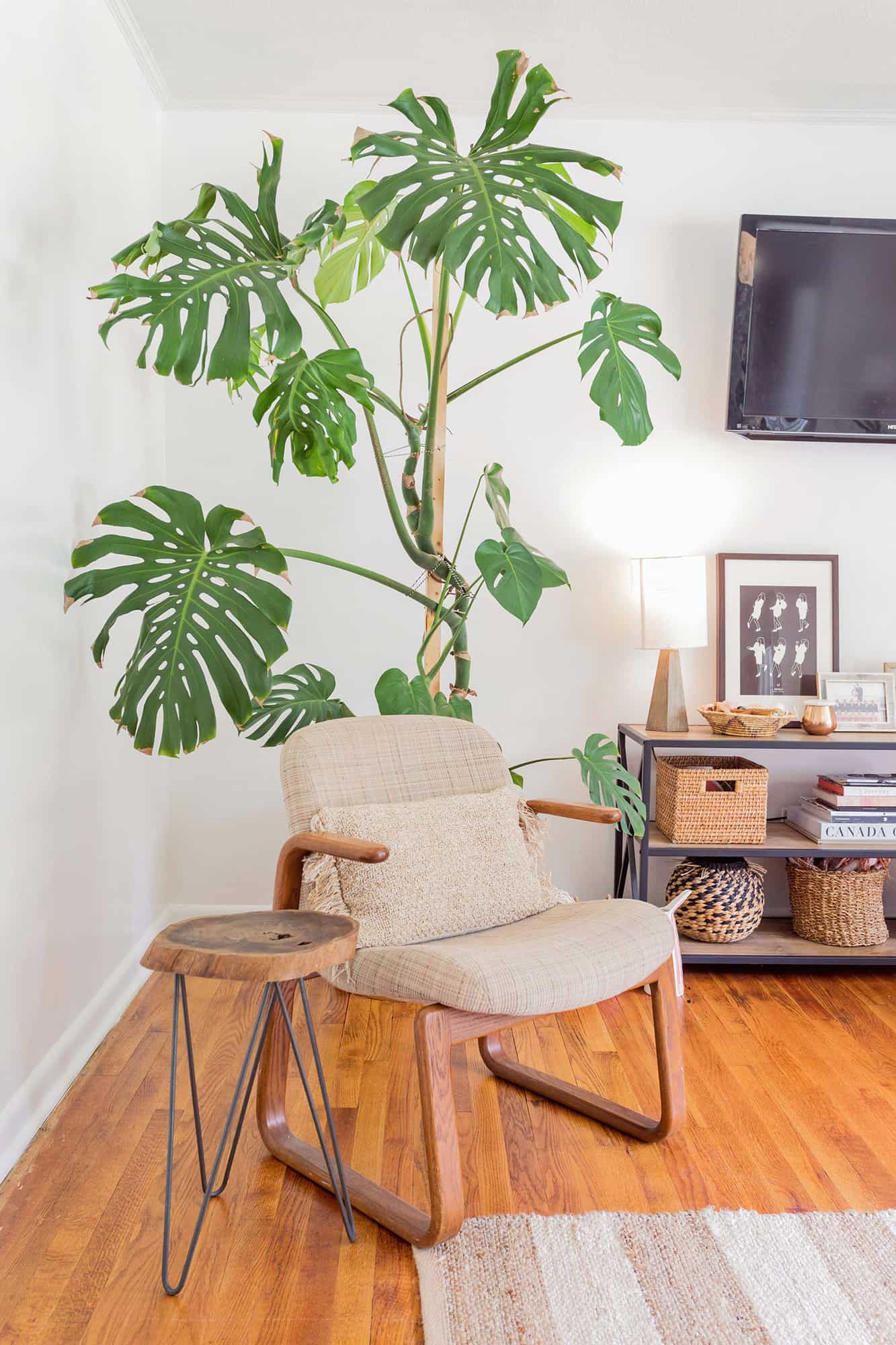a monster plant behind a tan chair with a wood table next to it