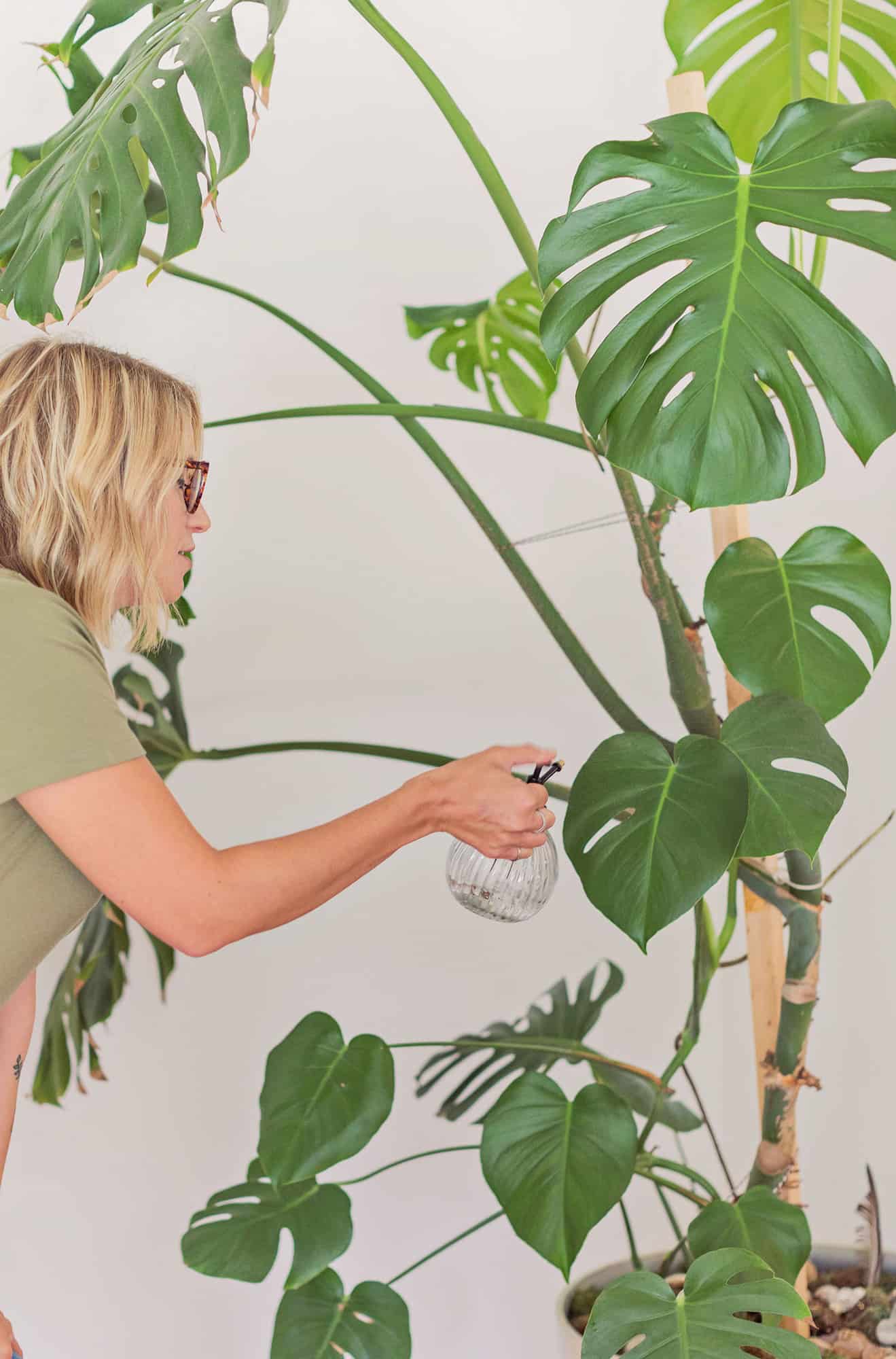 a woman watering the monstera plant