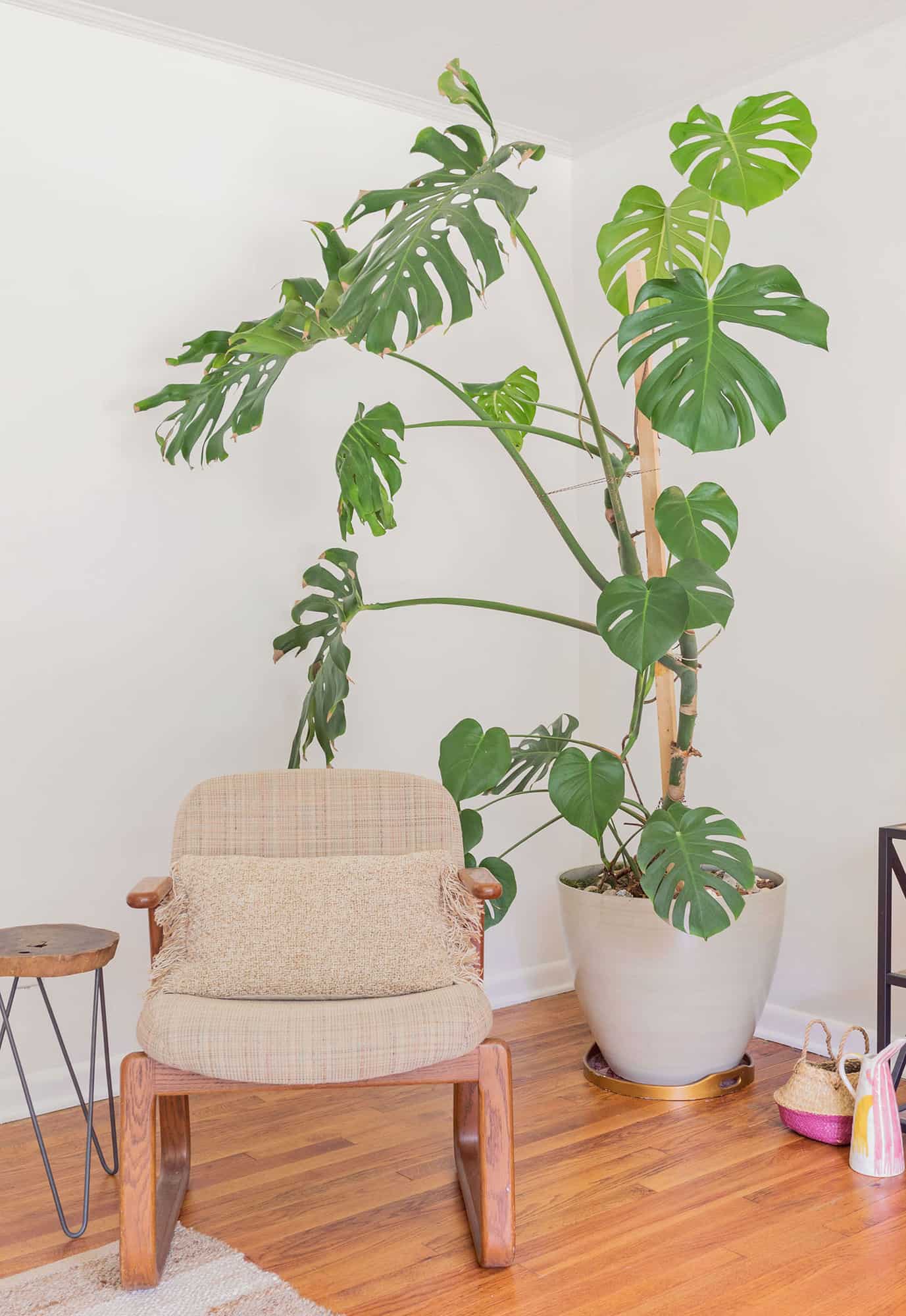 a monstera plant in the corner by a tan chair