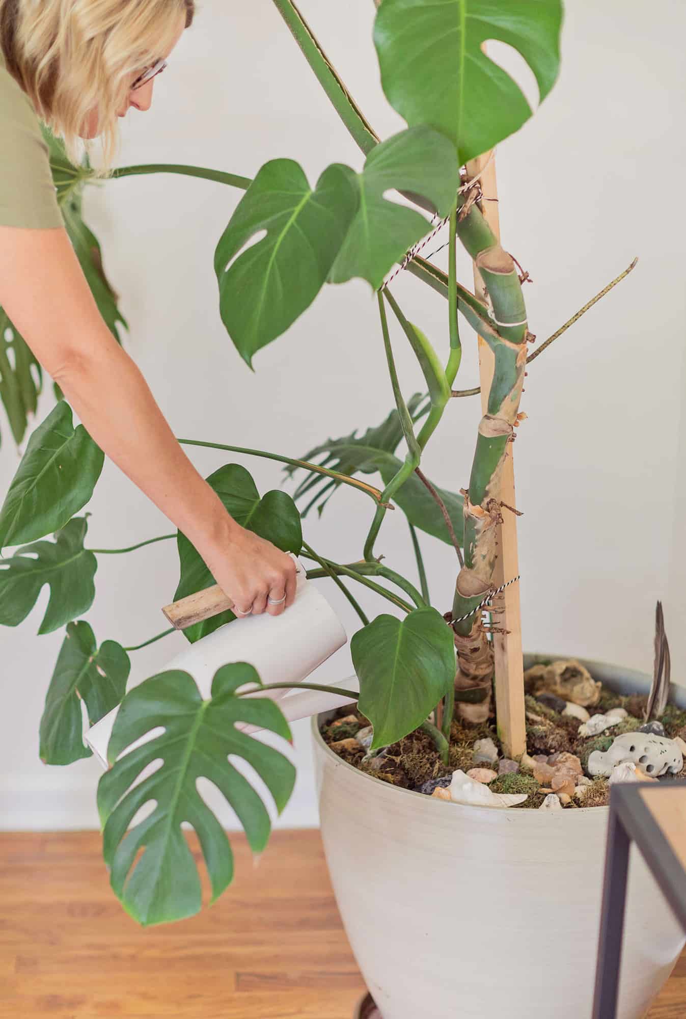 a woman watering the monstera plant