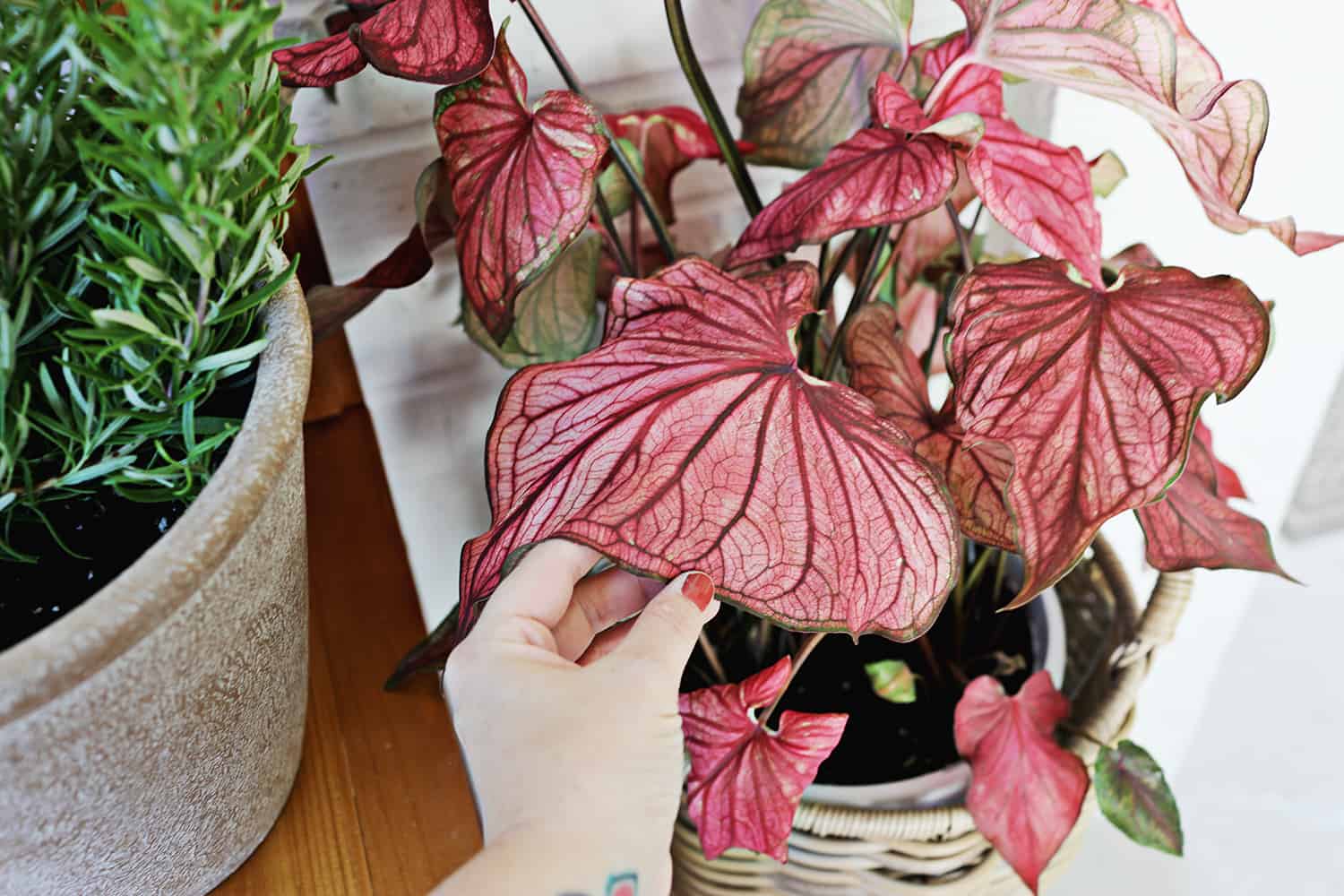 plant with large pink leaves.