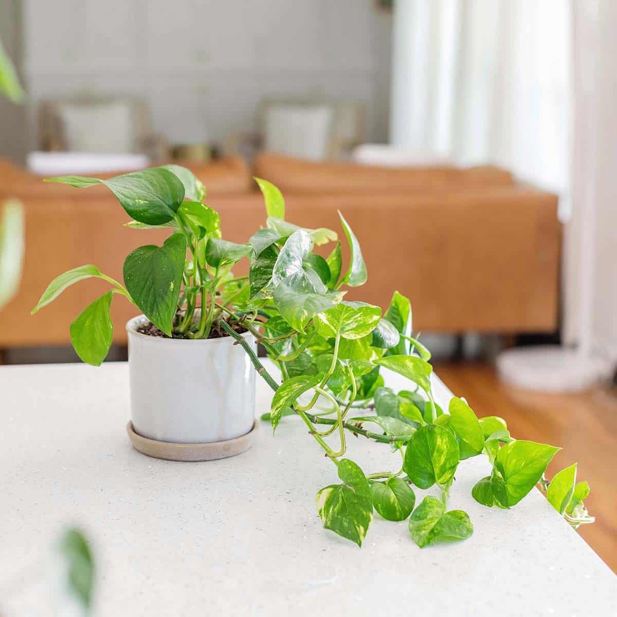 Find out how to Look after Golden Pothos