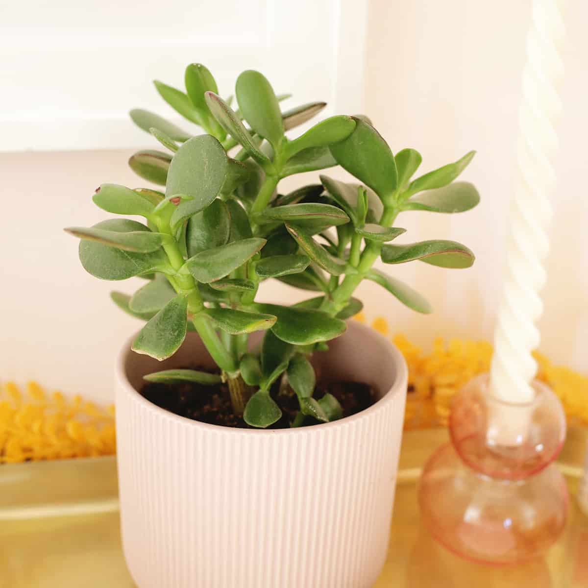 Tips on how to Develop and Take care of Jade Vegetation