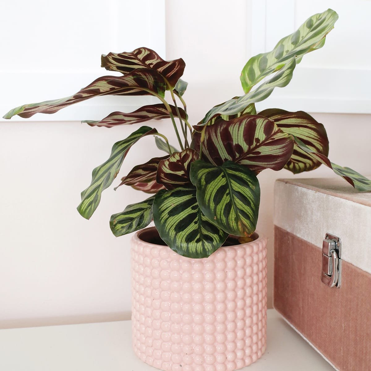 calathea plant how to grow care for