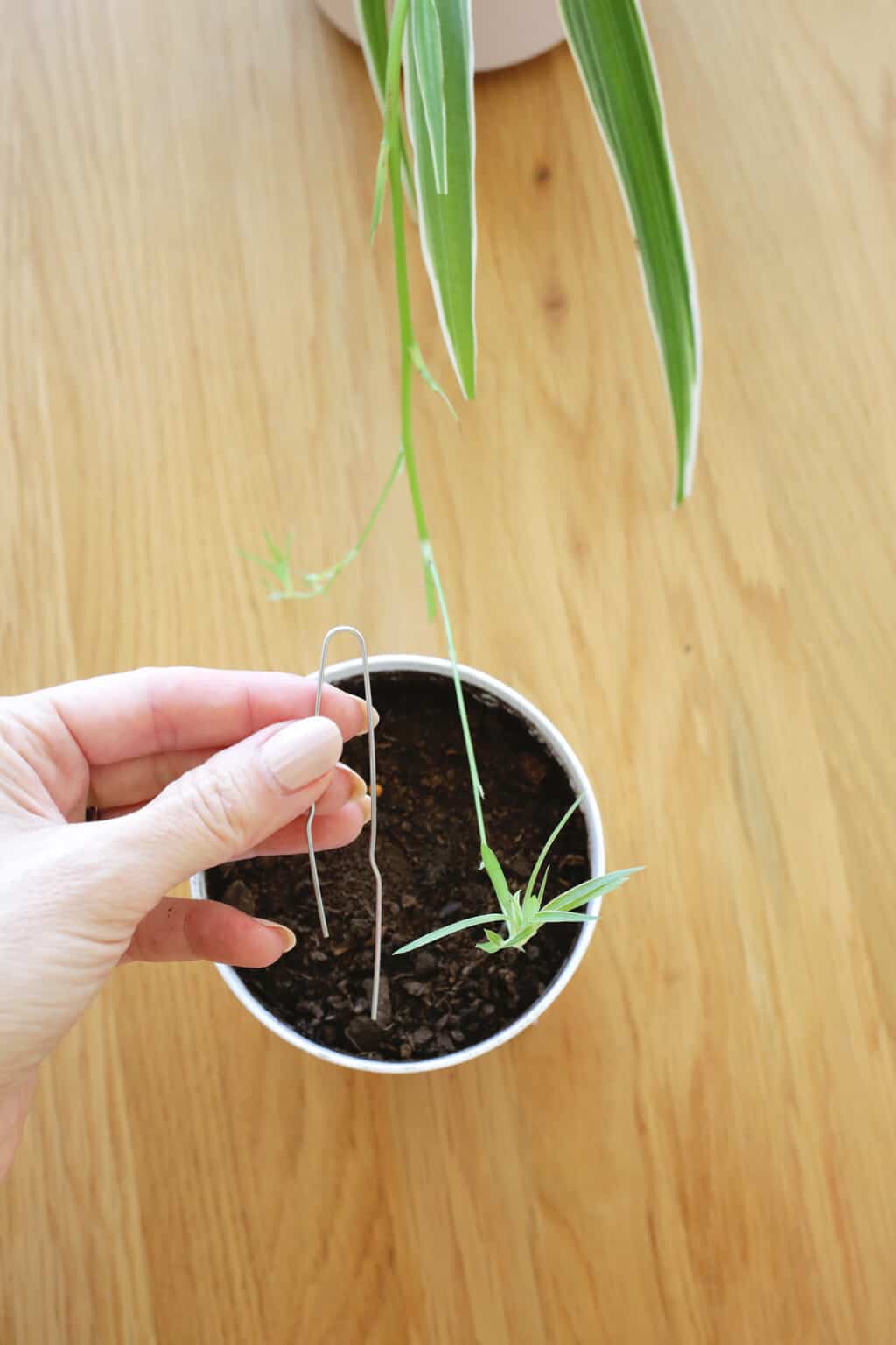 how-to-grow-and-care-for-spider-plants-a-beautiful-mess