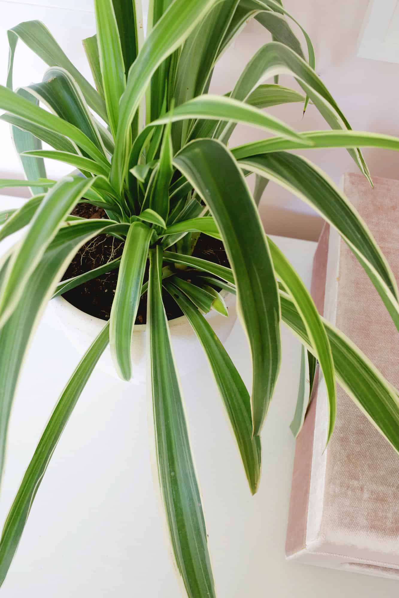 spider plant care and propagation
