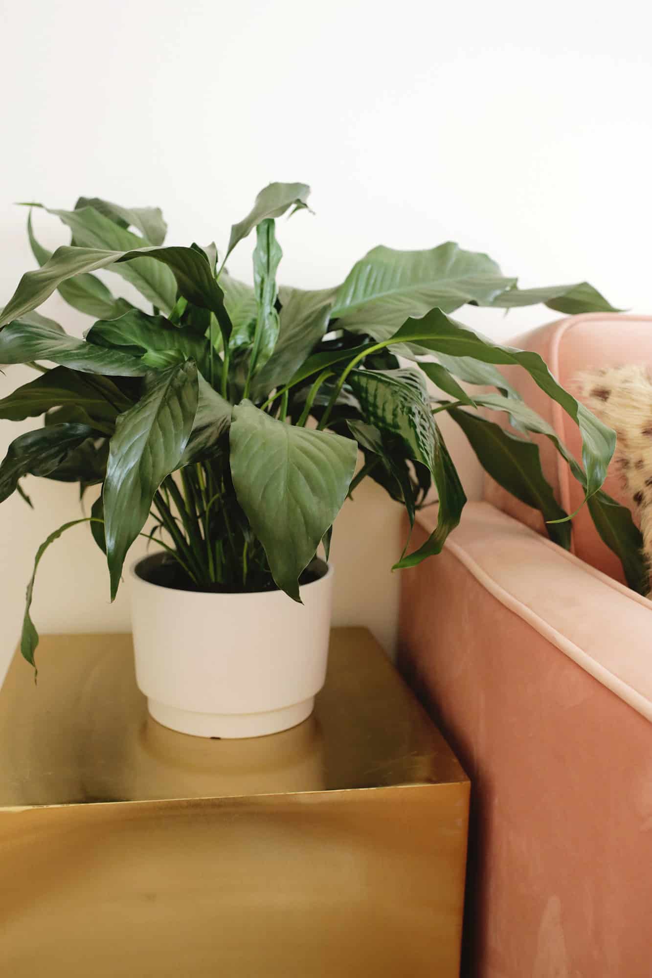 peace lily on table