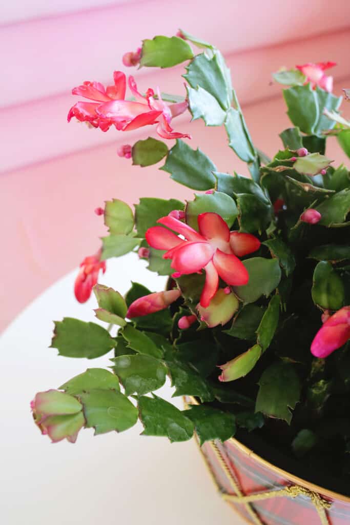 How to grow and care for Christmas Cactus - A Beautiful Mess