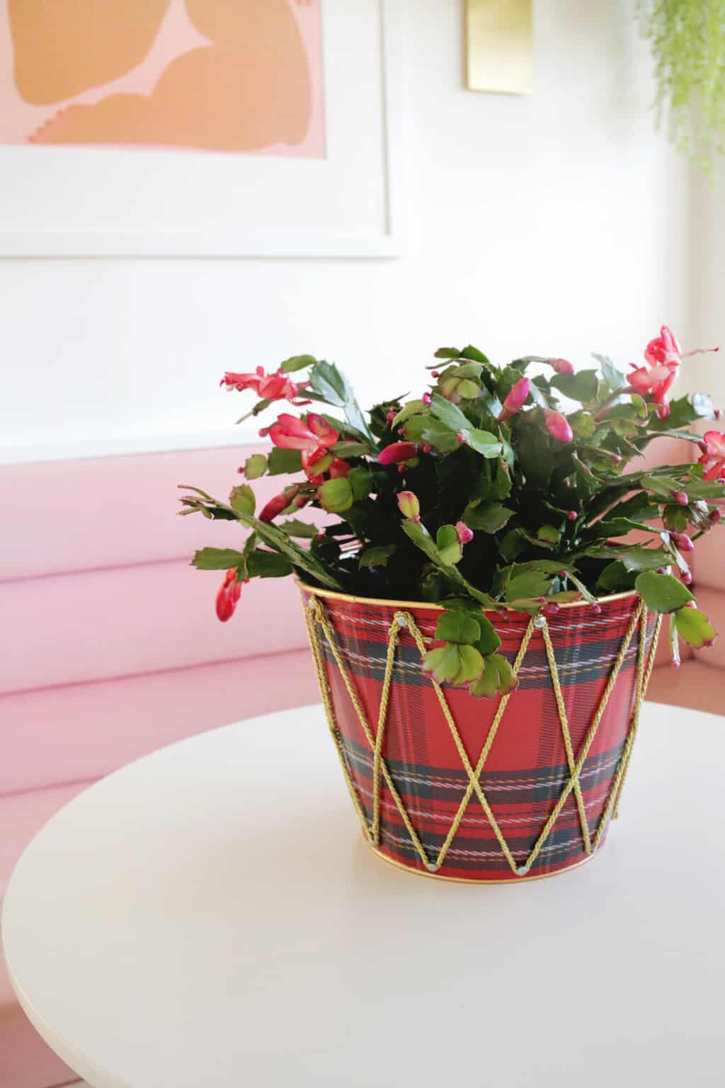 How to grow and care for Christmas Cactus - A Beautiful Mess