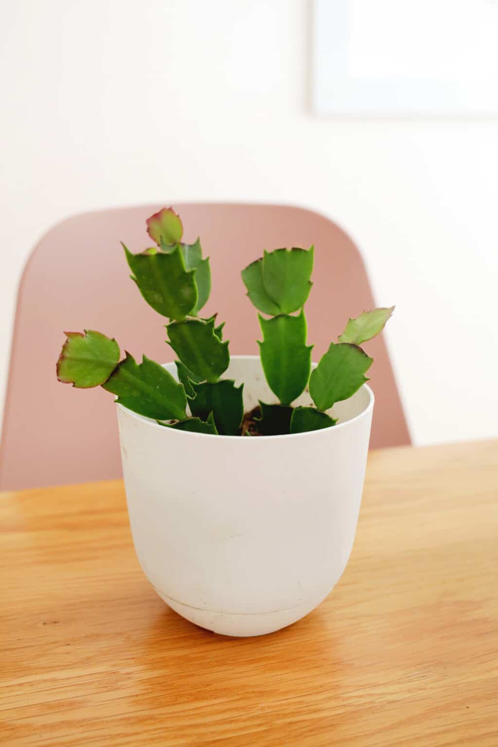 How to grow and care for Christmas Cactus - A Beautiful Mess