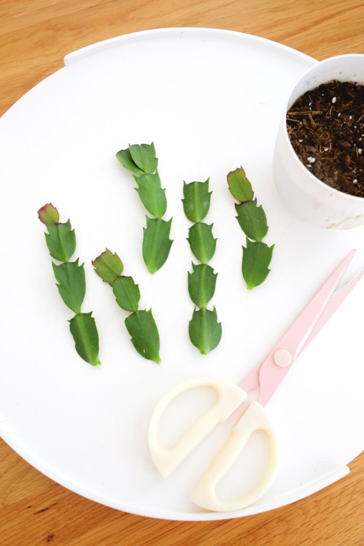 How to grow and care for Christmas Cactus - A Beautiful Mess
