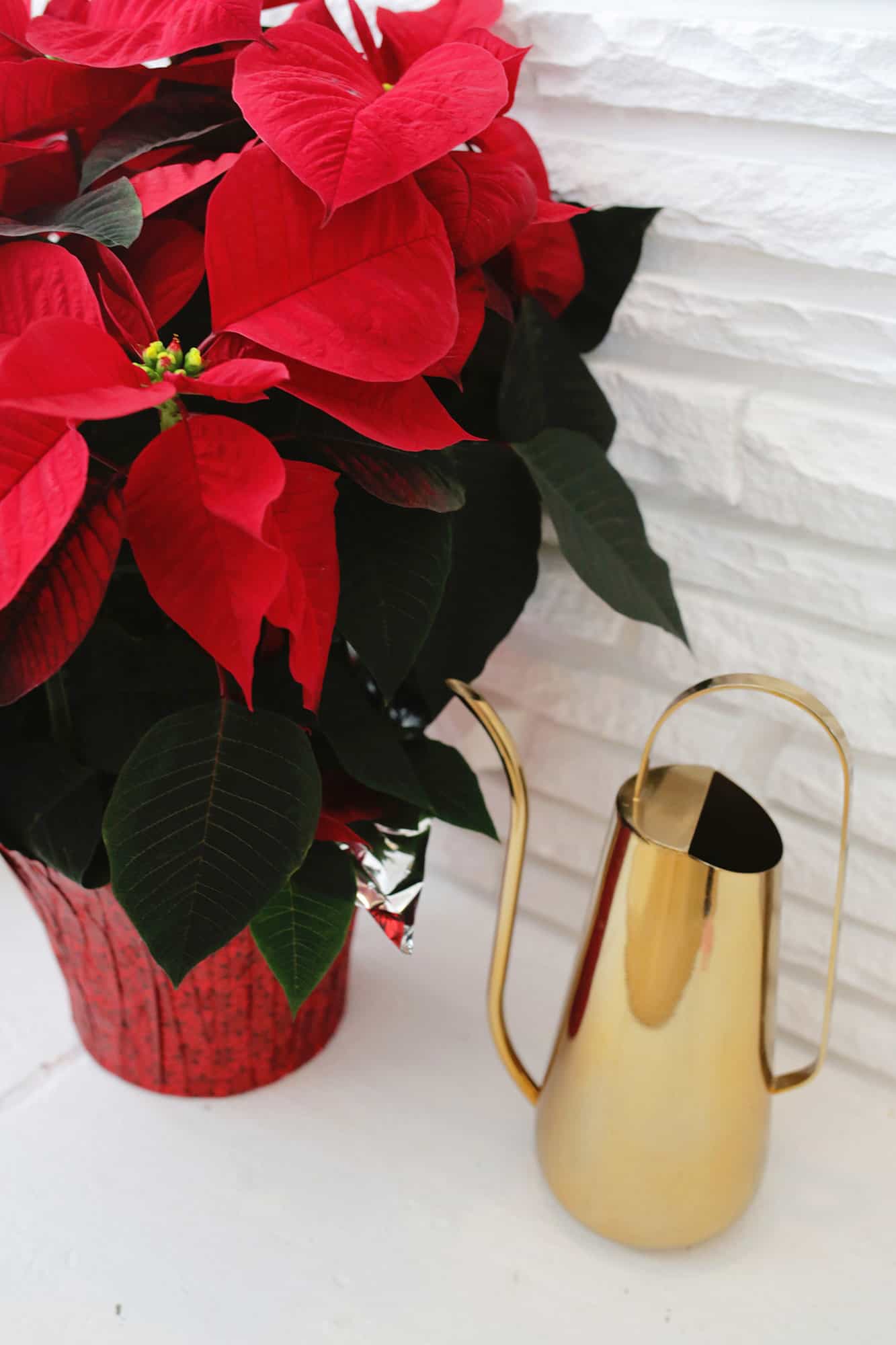 poinsettia and a watering can