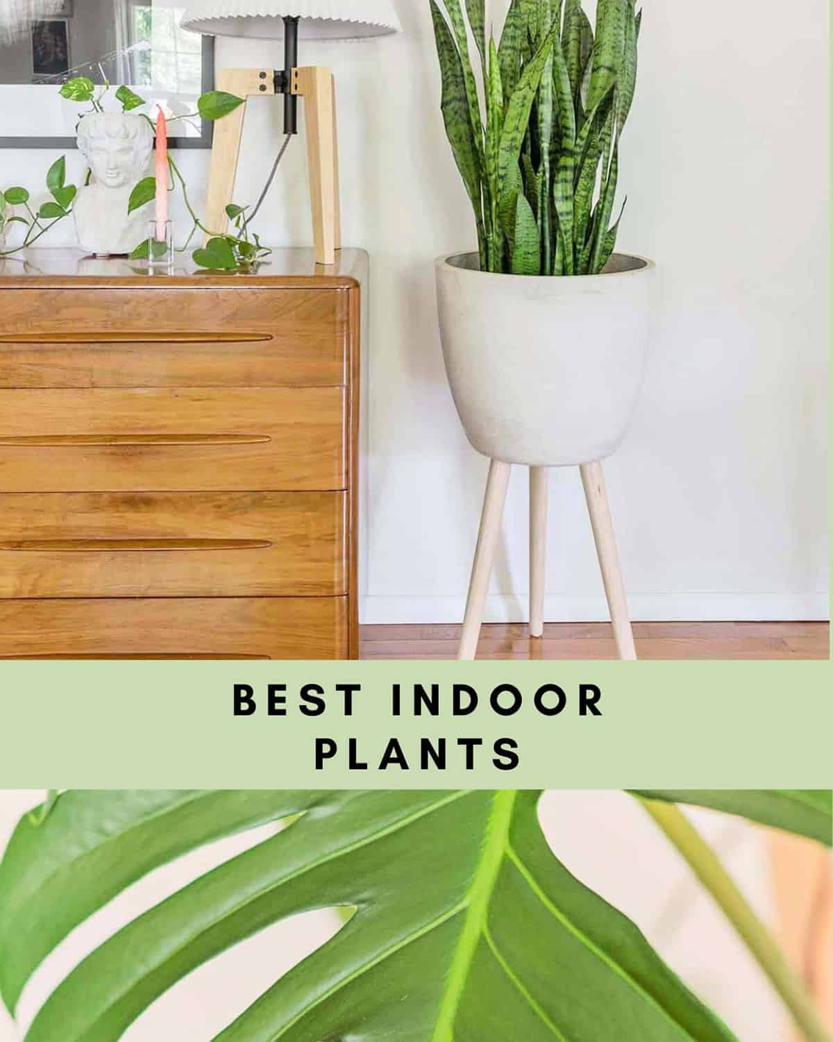 Best Indoor Plants for low light