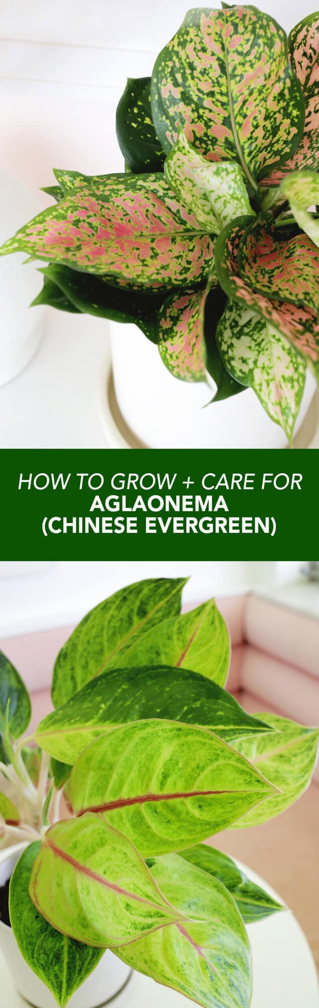How to grow and care for Aglaonema-Chinese Evergreen - A Beautiful Mess