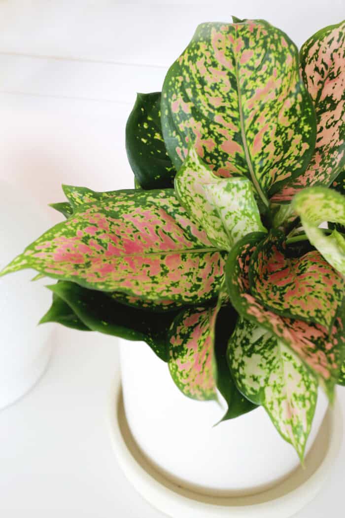How to grow and care for Aglaonema-Chinese Evergreen - A Beautiful Mess