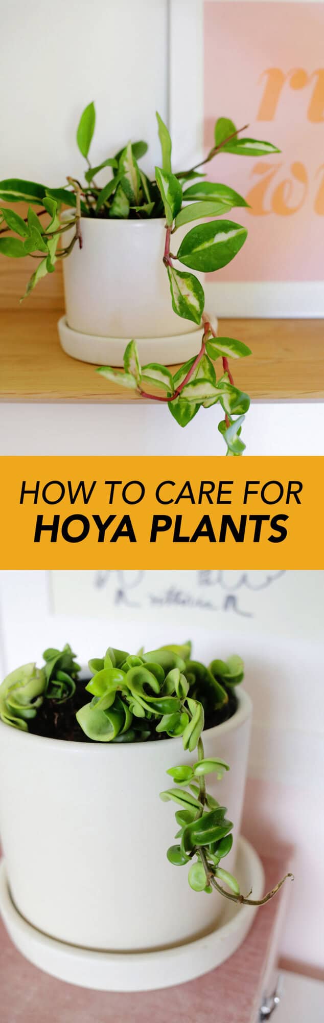 How to Grow and Care for Hoya Plants - A Beautiful Mess