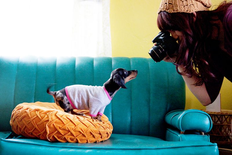 Tips for pet photography