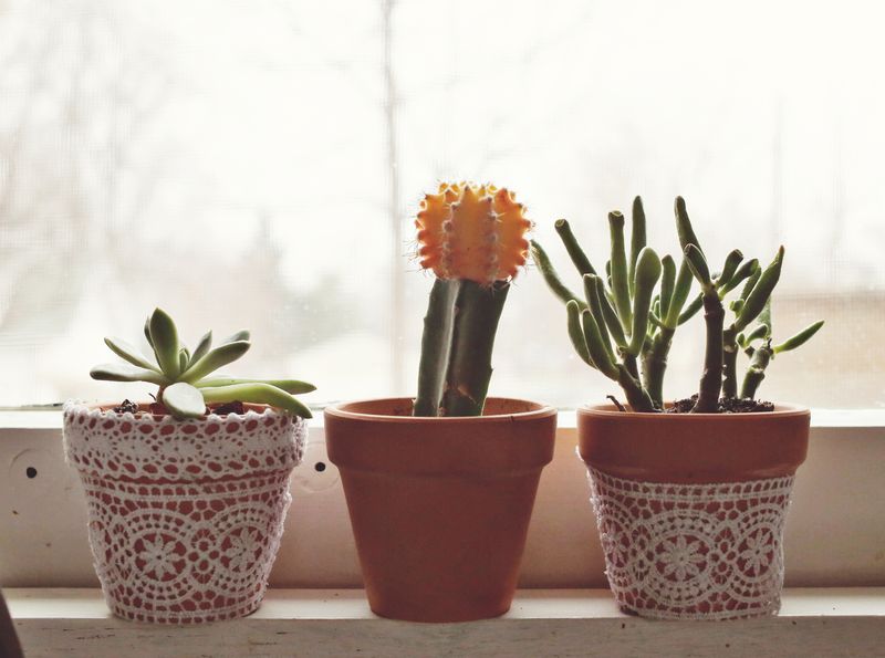 Kitchen window plants