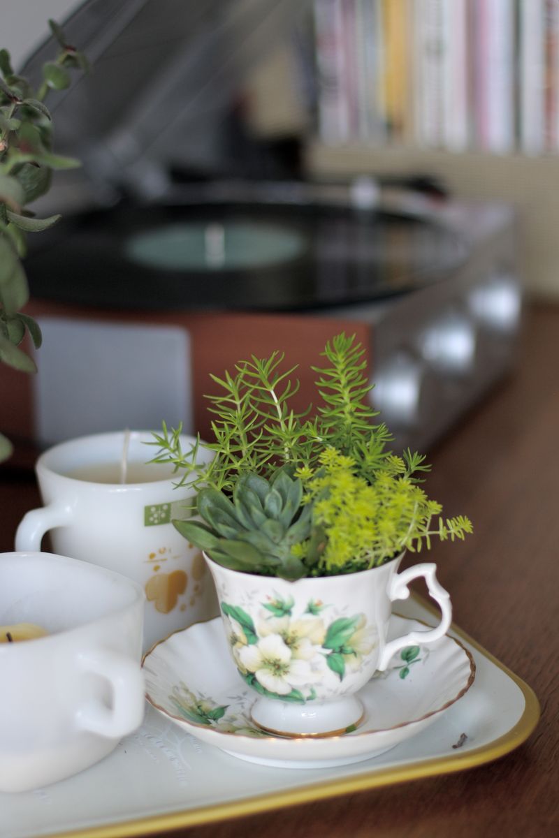 Lovely teacup succulents