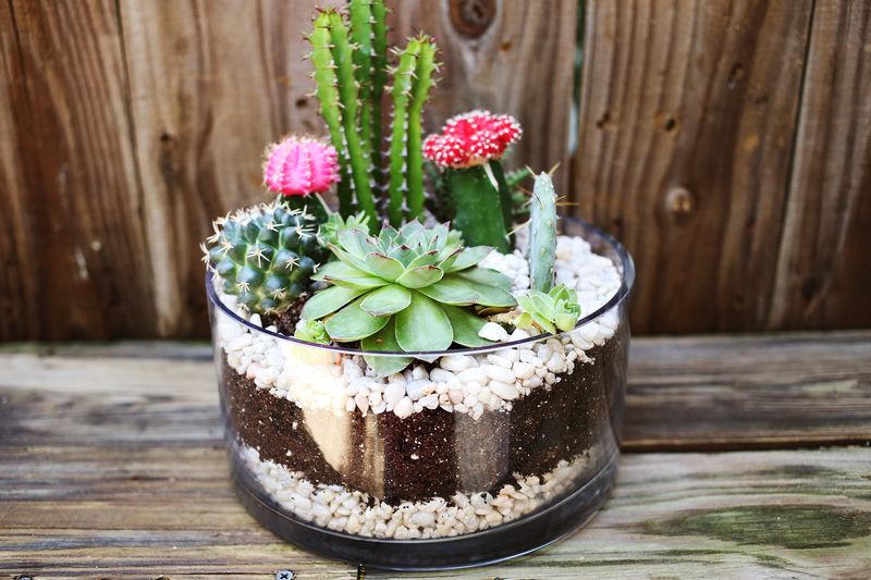 Planting A Simple Cacti Garden, Tabletop Cactus Garden Ideas