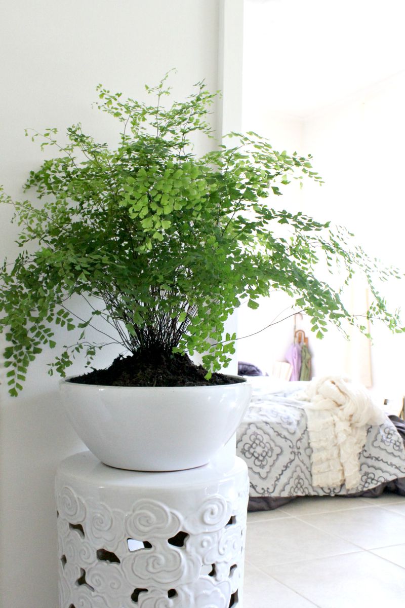I need more house plants! Love this one and the stand!