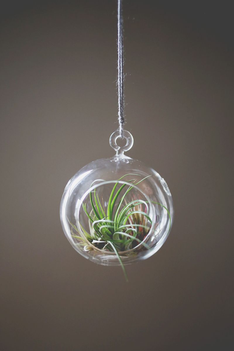 How to Care for Air Plants abeautifulmess.com 