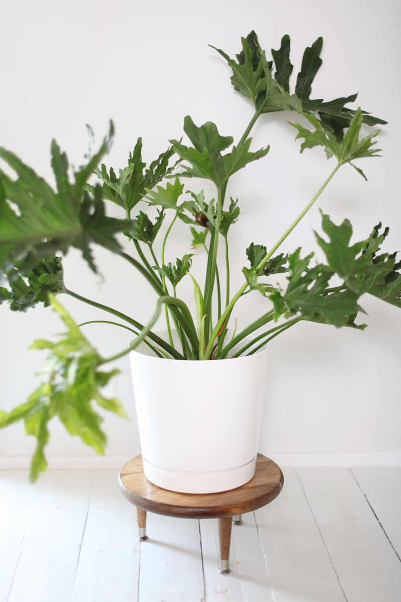 Make this little wooden plant stand to add height to your larger houseplants.