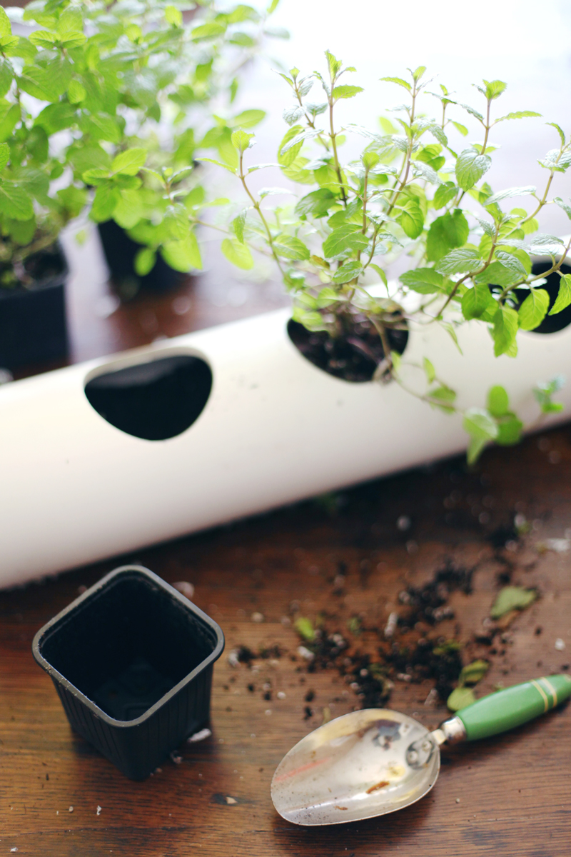 Make this floating PVC planter for growing herbs in your window- Supplies cost less than $10!