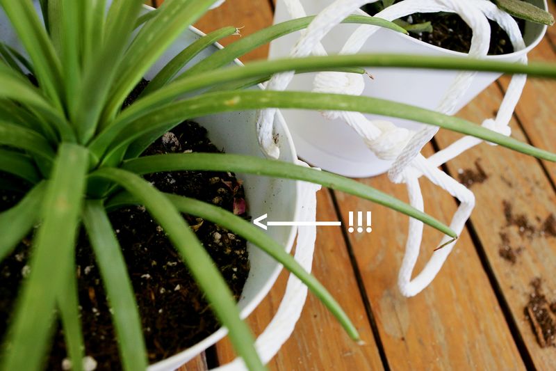 3 Tier Indoor Rope Planter :: be careful here