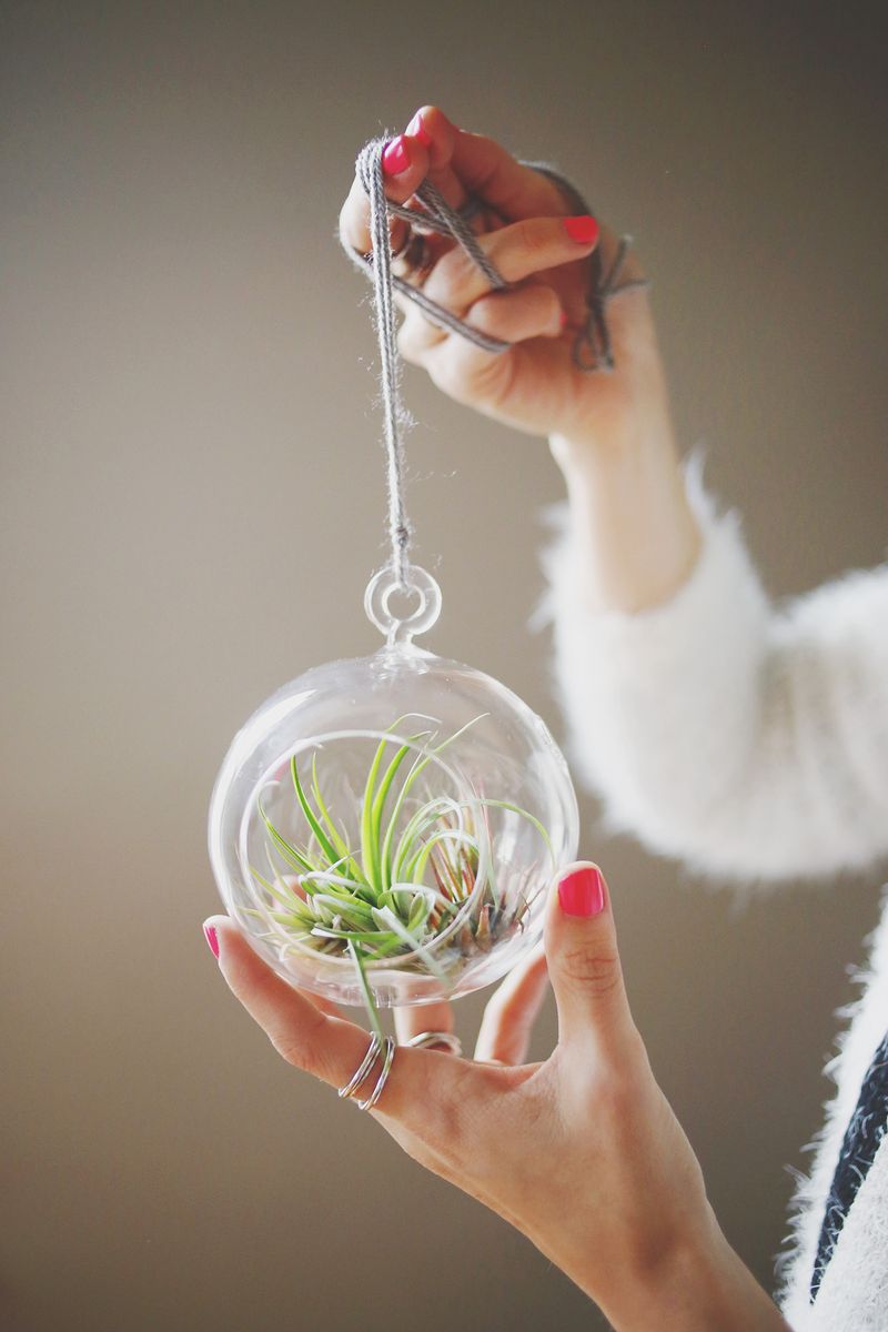 How to Care for Air Plants abeautifulmess.com