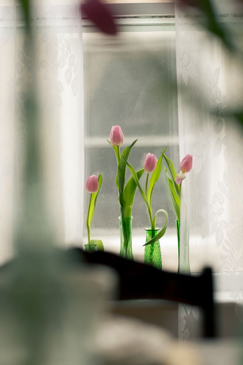 Lovely tulips to brighten any space