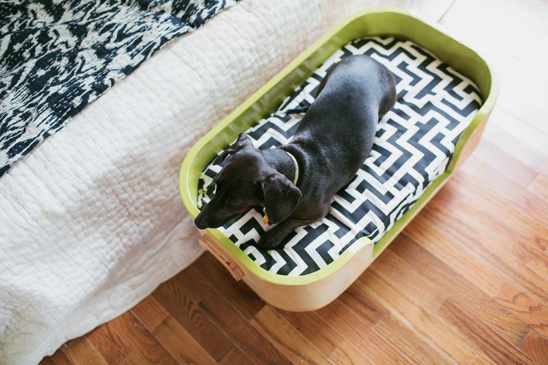 The Sadie bed (how to make a modern pet bed. click for more) 
