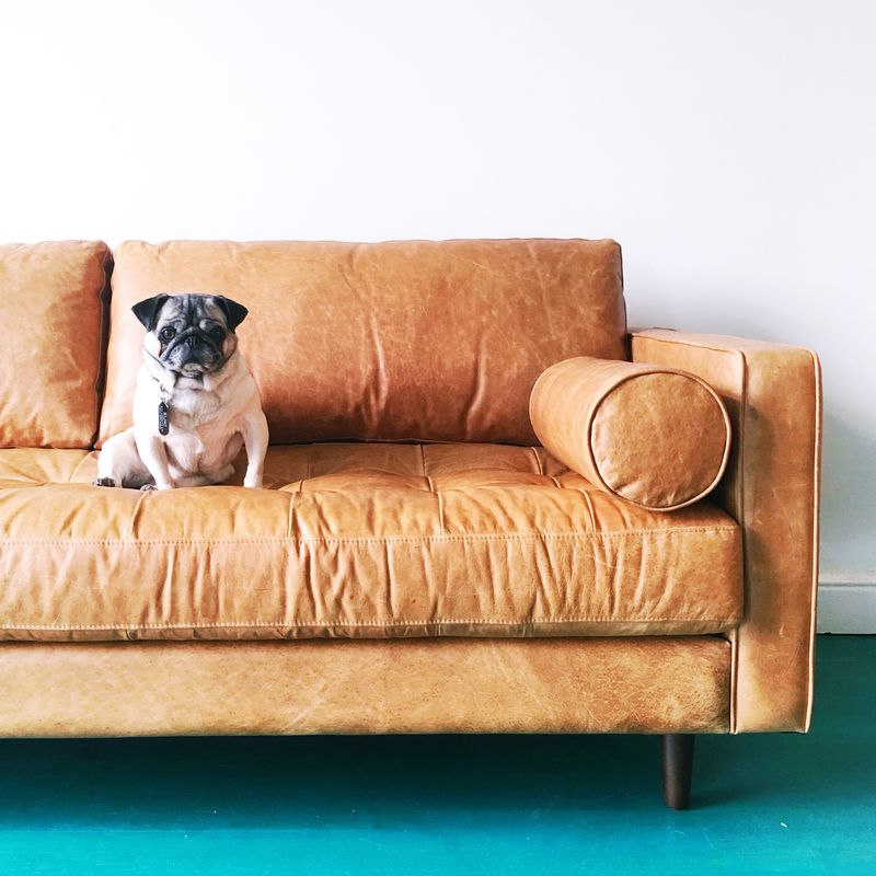 Suki loves the new sofa!