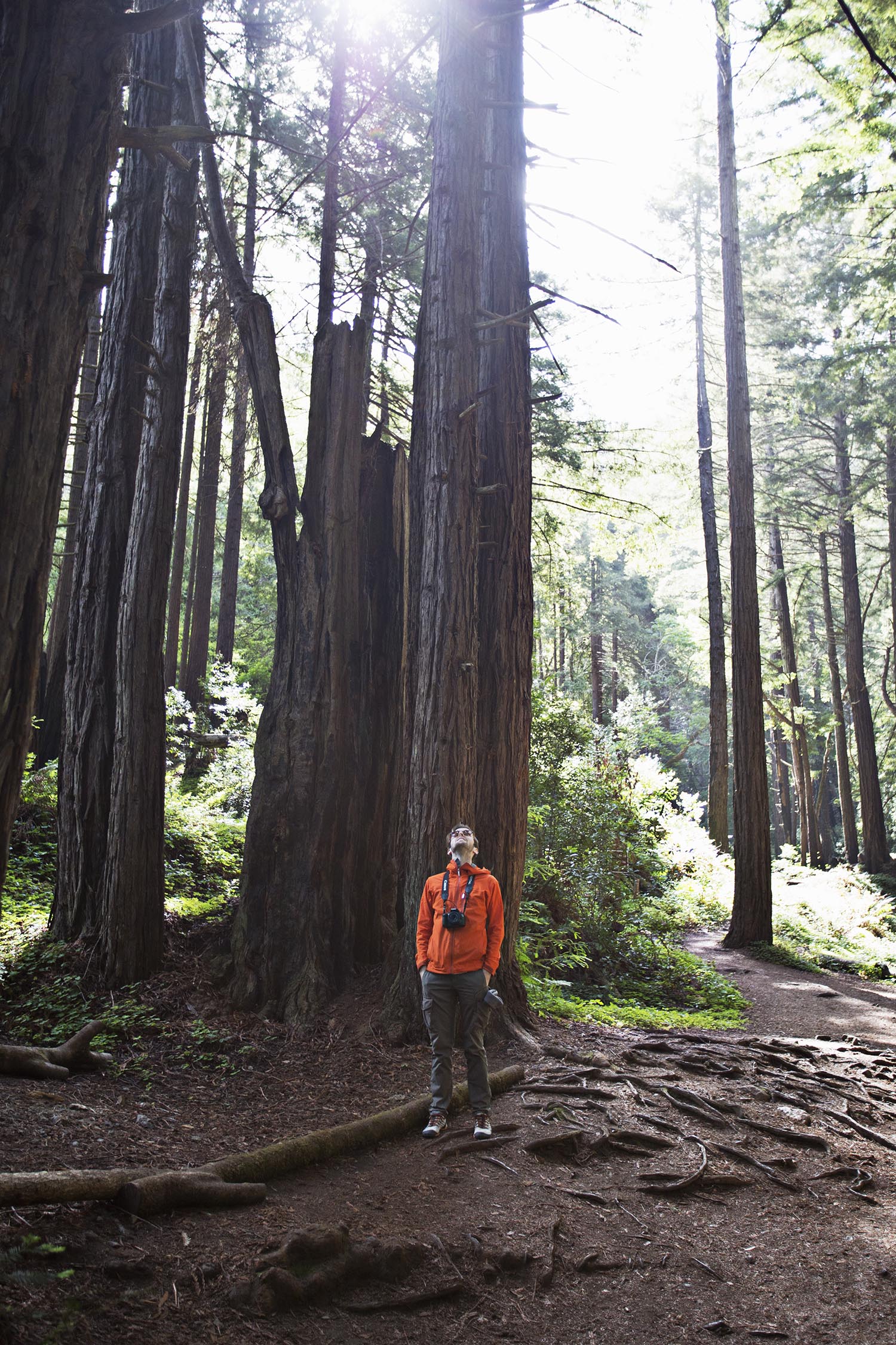 Redwood hiking in big sur