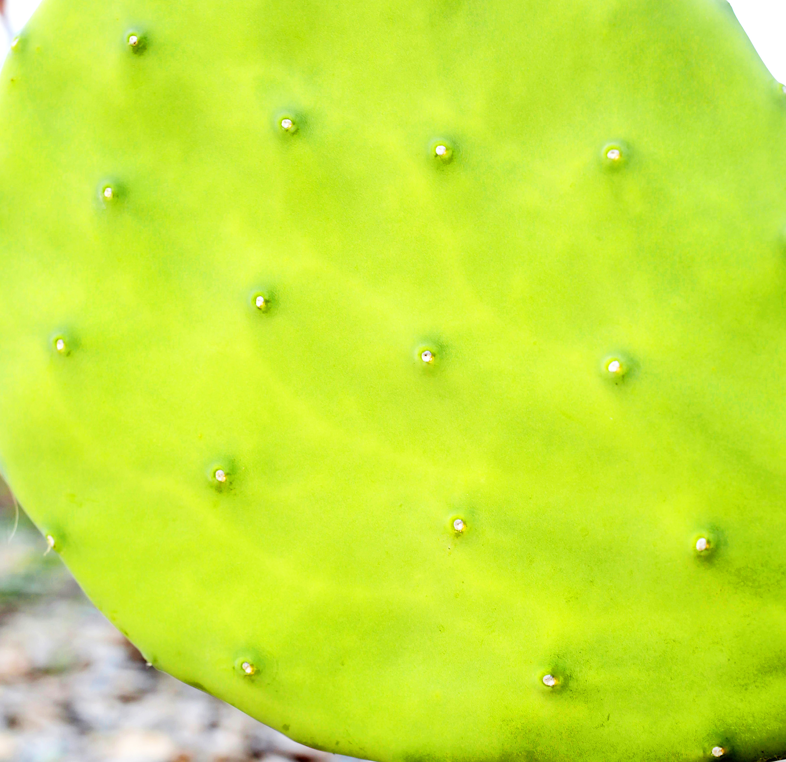 Cactus Paddle